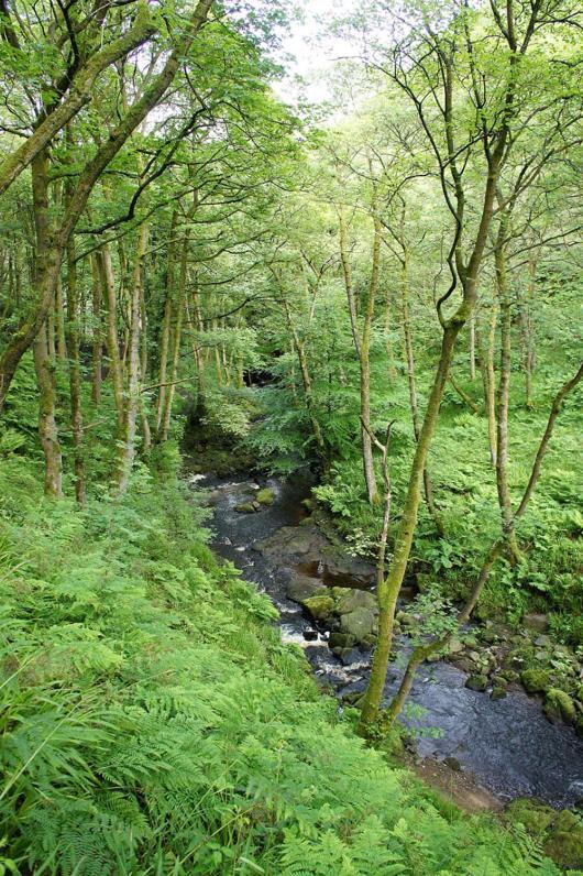 Beautiful Riverside Home, Hebden Bridge, Woodland Views, Sleeps 2 - 9 ภายนอก รูปภาพ